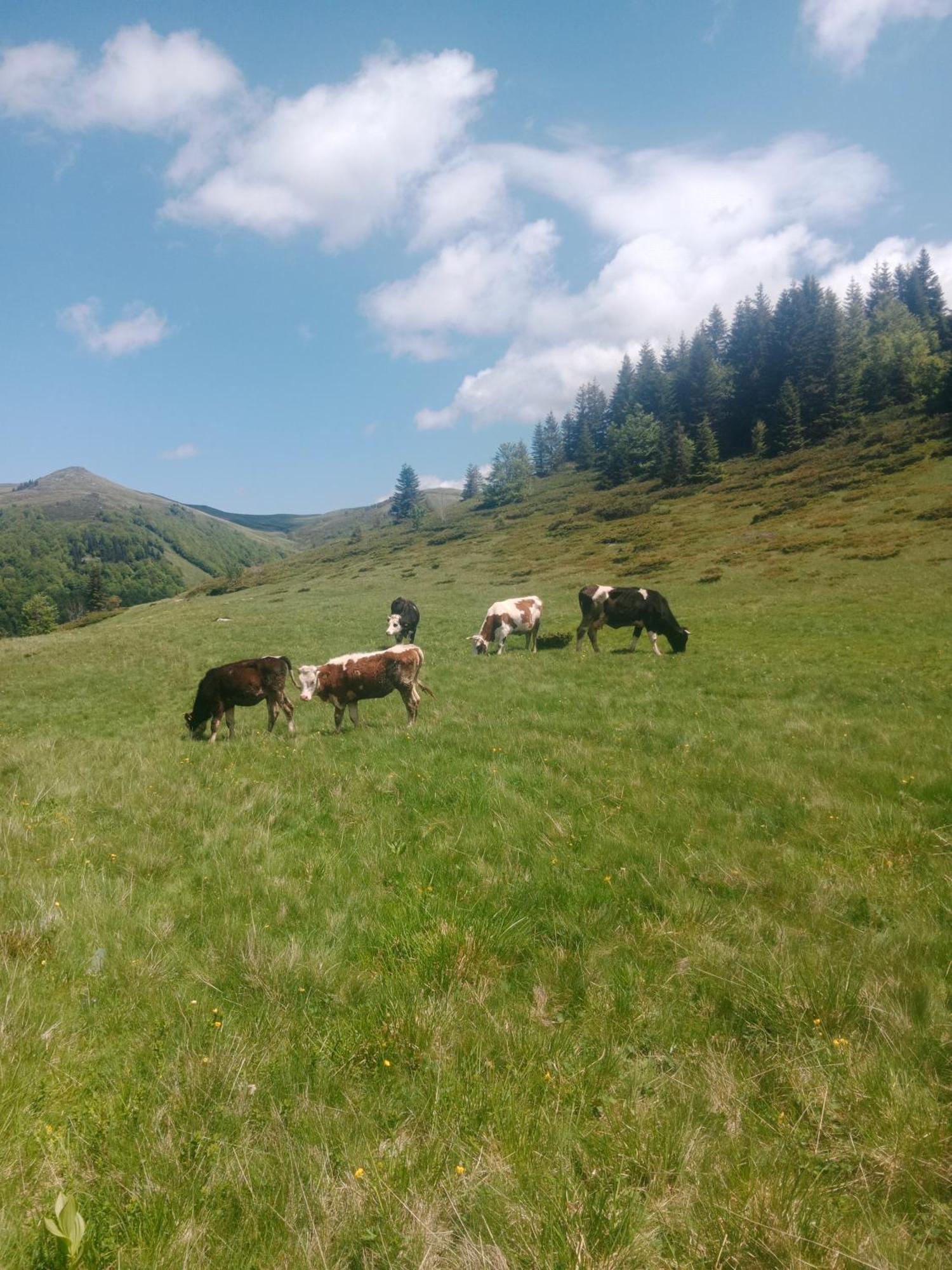 Вилла Katun Siska Medna Dolina Беране Экстерьер фото